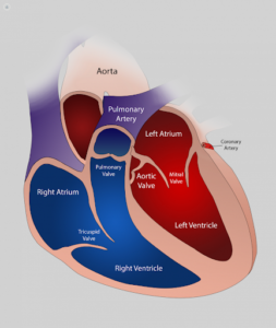What Is Mitral Regurgitation